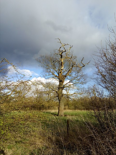 LRWT Cossington Meadows