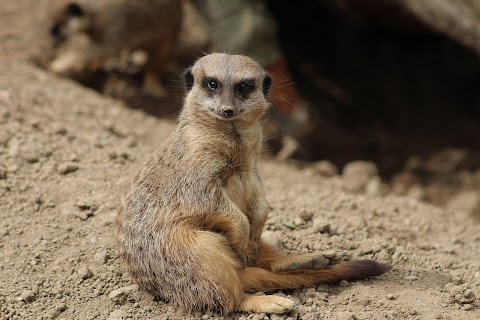 Northumberland Zoo