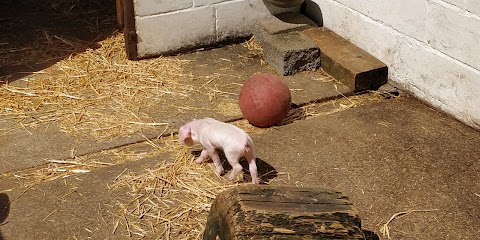 Windmill Hill City Farm