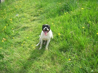 Freer Farm Kennels and Cattery