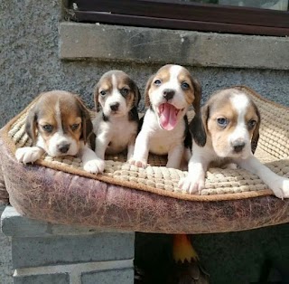 Beagle puppies Aberdeen