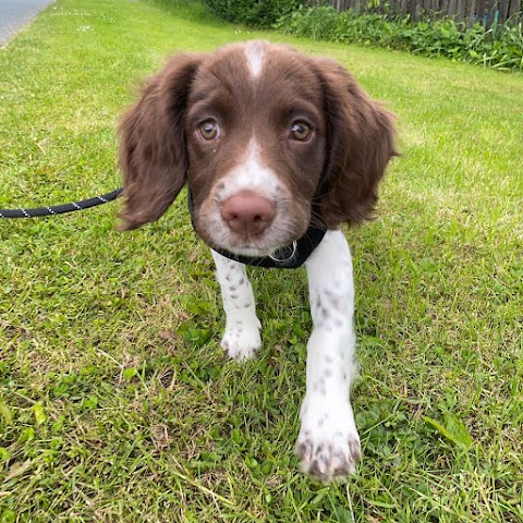 Bunting Dog Walker & Pet Care