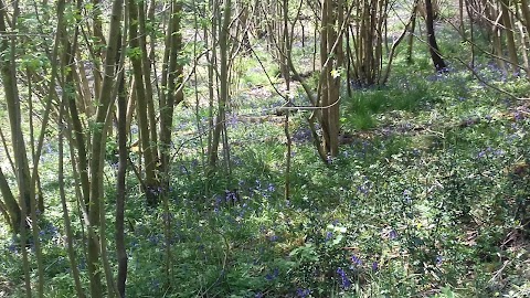 Coppice Boarding Kennels & Cattery