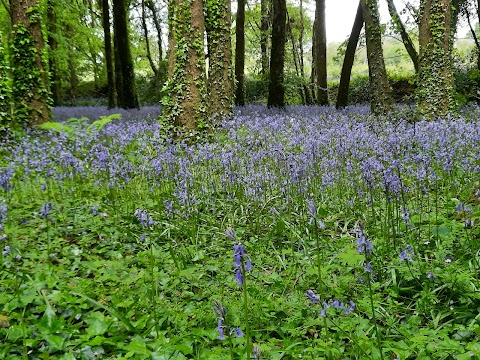 Lukesland Gardens and Tea Room