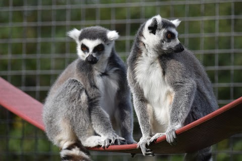 Axe Valley Wildlife Park