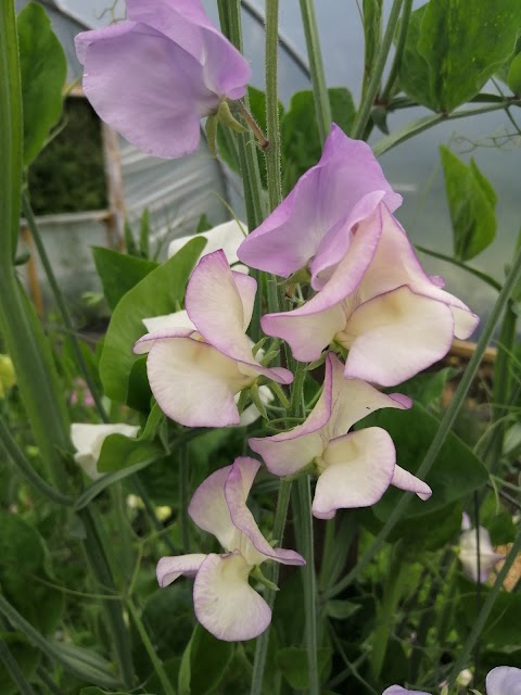 Petallica Flower Farm