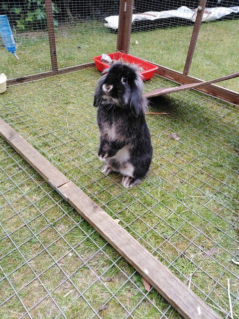 Bobby's Bunny Boarding