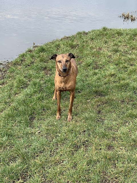 Paw Paddock - Fareham