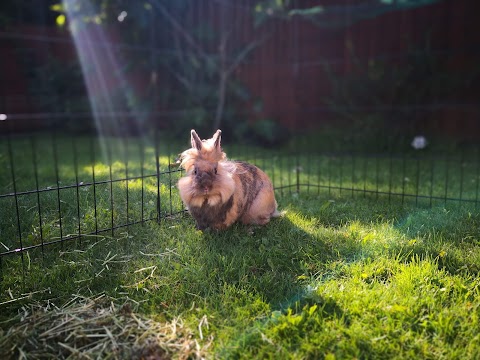 Wirral Small Pets Hotel-Rabbits, Guinea Pigs, Hamsters and other small pets boarding