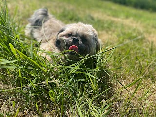 Westhoughton Dog Park