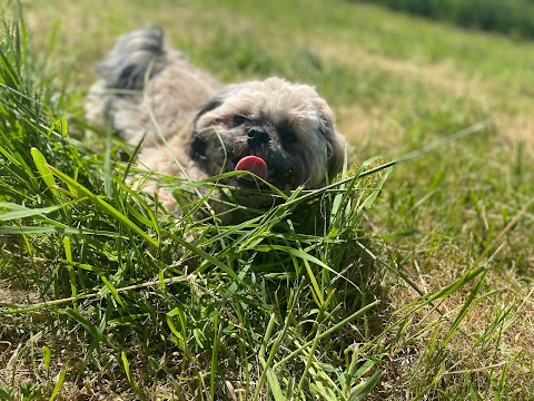 Westhoughton Dog Park