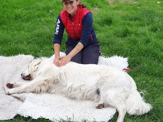 Canine & Equine Sports Massage by Lucy Deveney