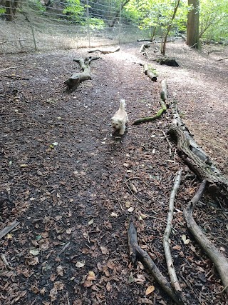 Hounds & Bounds, Woodland Walkies and Bark & Bound