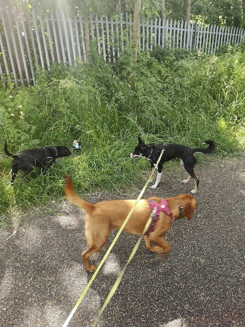 Little Large Giant Dog Walking & Training