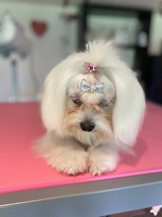 Pace's Pooches - Dog Groomers Loughton