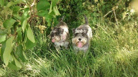 Tiny Paws Dog Walking