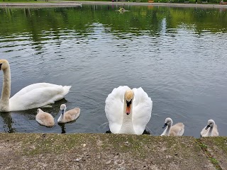 Victoria Park Pond