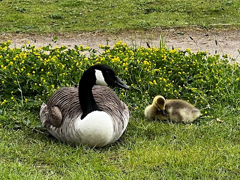 Newstead and Annesley Country Park