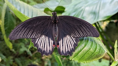 Stratford Butterfly Farm