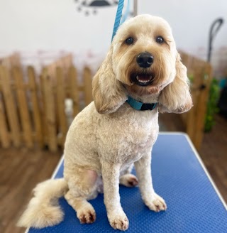 K9 Paws n Play - Dog grooming & Dog walking