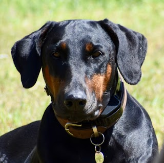 Applemore Kennels & Cattery