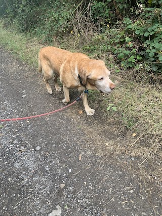 Walkies!-Kirklees