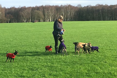 Waggy Walks 4 Dogs - Dog Home Boarding