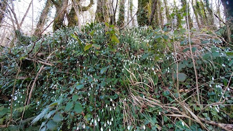 Notter Mill Country Park