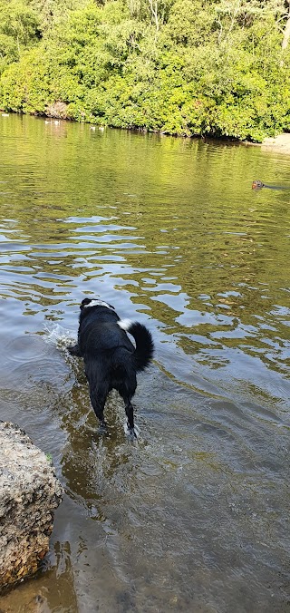 Canine-Walkies