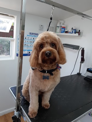 Willow Dog Grooming