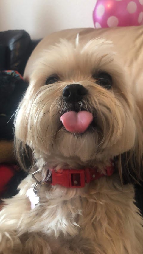 K9 Cuts Professional Grooming