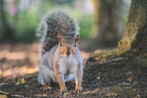 Cosmeston Lakes Country Park & Medieval Village