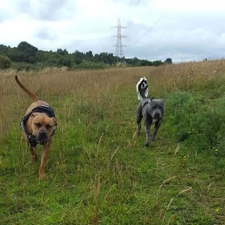 Woofing around dog walkers