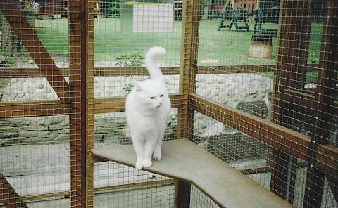 Springbank Farm Kennels & Cattery, Manchester