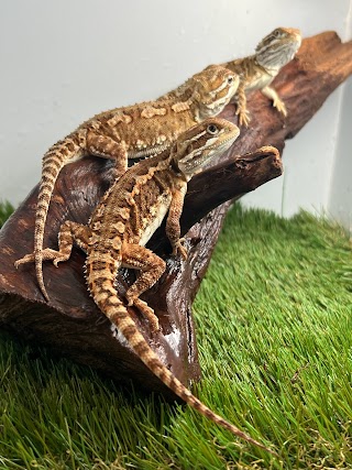 Croydon Reptiles