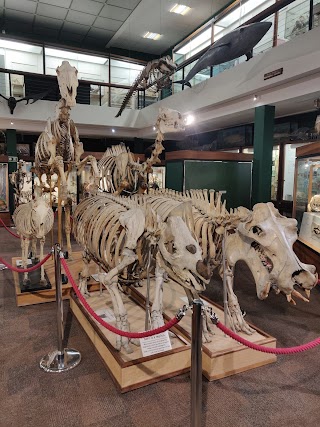 University of Aberdeen Zoology Museum