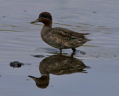 Booterstown Nature Reserve