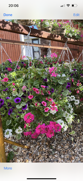 Blooming Lovely Hanging Baskets