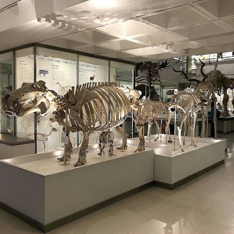 University Museum Of Zoology