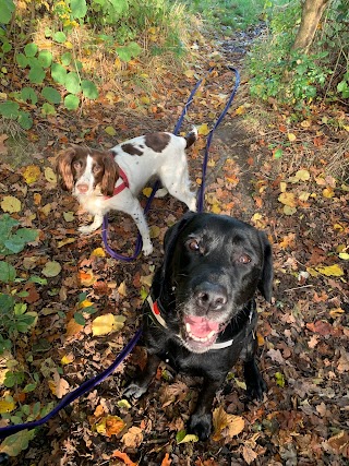 Happy Hounds and Horses