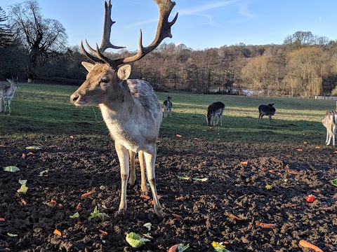 Weald Country Park