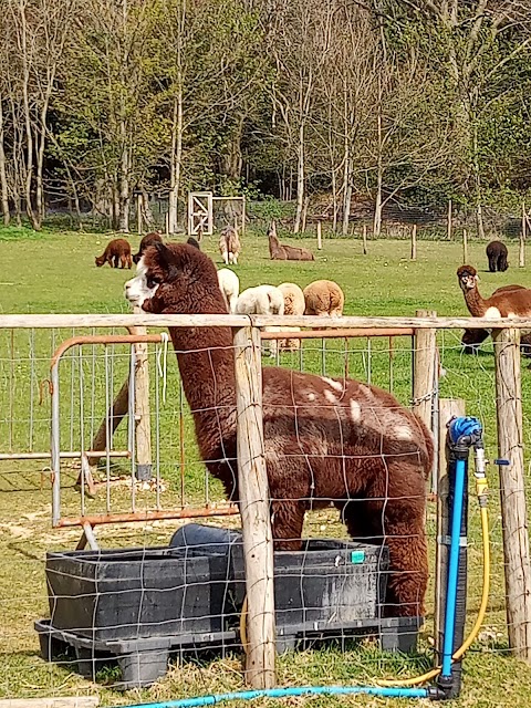 Dunreyth Alpacas (Chichester)