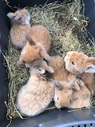 Term Time Pets