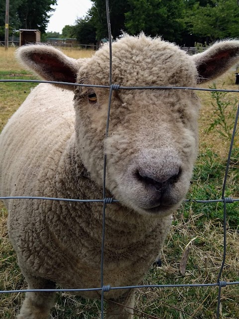 Fairfield Animal Centre