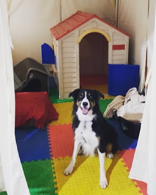 Scent-a-Barks - Doggy Day Care Centre