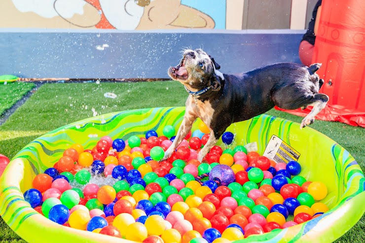 Furever Friends Play and Stay, Honolulu, HI