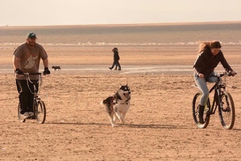 Little Large Giant Dog Walking & Training