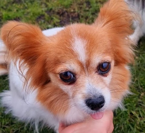 Little Lodgers Boutique Boarding Kennels