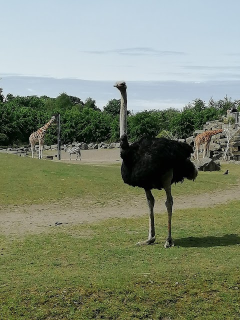 Dublin Zoo