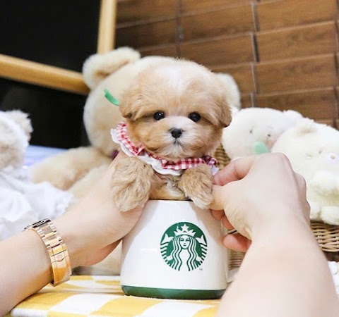 UK Teacup puppy shop